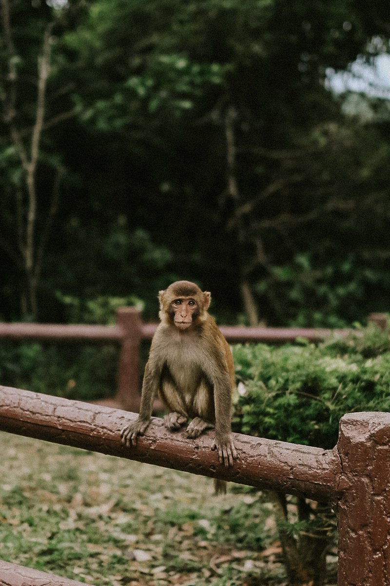 Monkey